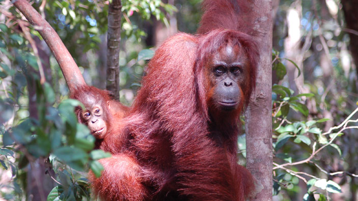 Indonesia—Orangutan Conservation Services Program (OCSP) · DAI